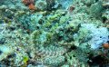 Scorpionfish